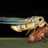 Is This Gross Video What's In Store For Us When The Cicadas Wake Up?